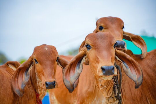 Cow-farming